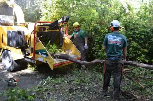 tree services New Preston